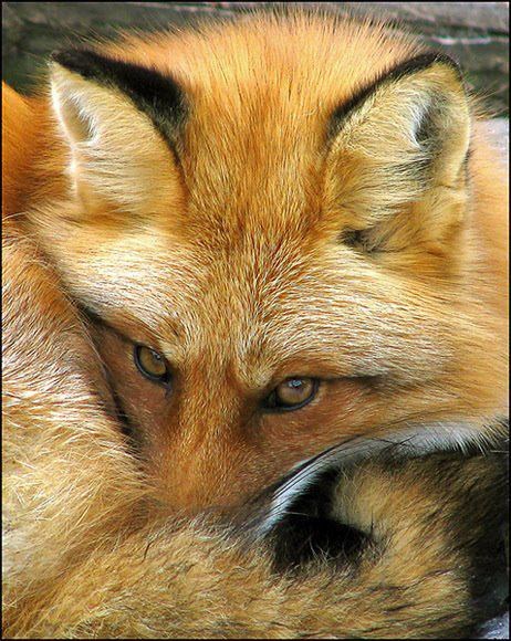 Lijin pogled ispod obrva