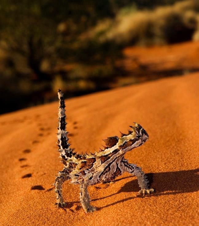 Kaktus-gušterić u šetnji vrućim pustinjskim pijeskom