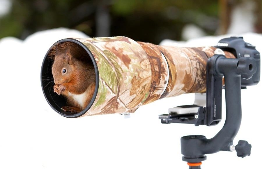 Kad već nisi napravio kućicu s lješnjacima, i ovo je ok