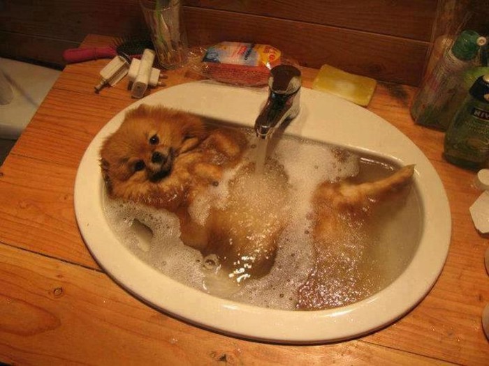 Psić gušta u improviziranom jacuzziju