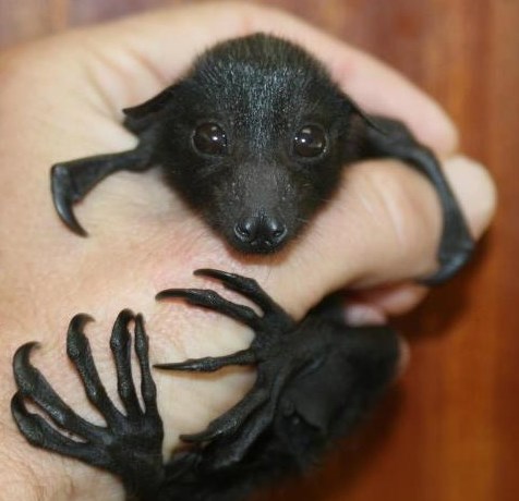 Mali, slatki - šišmiš :)