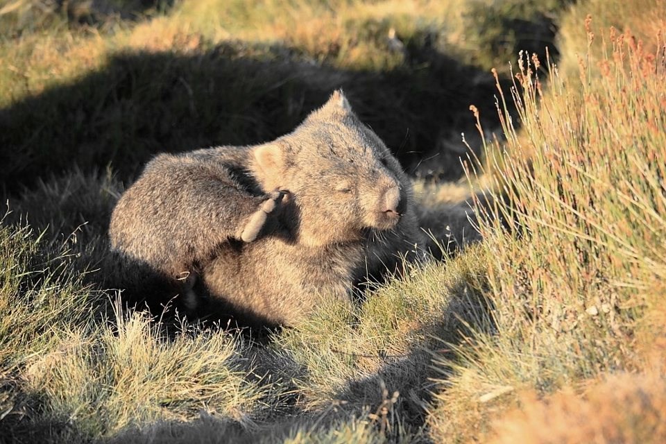 Mislim da me svrbi nešto iza uha...