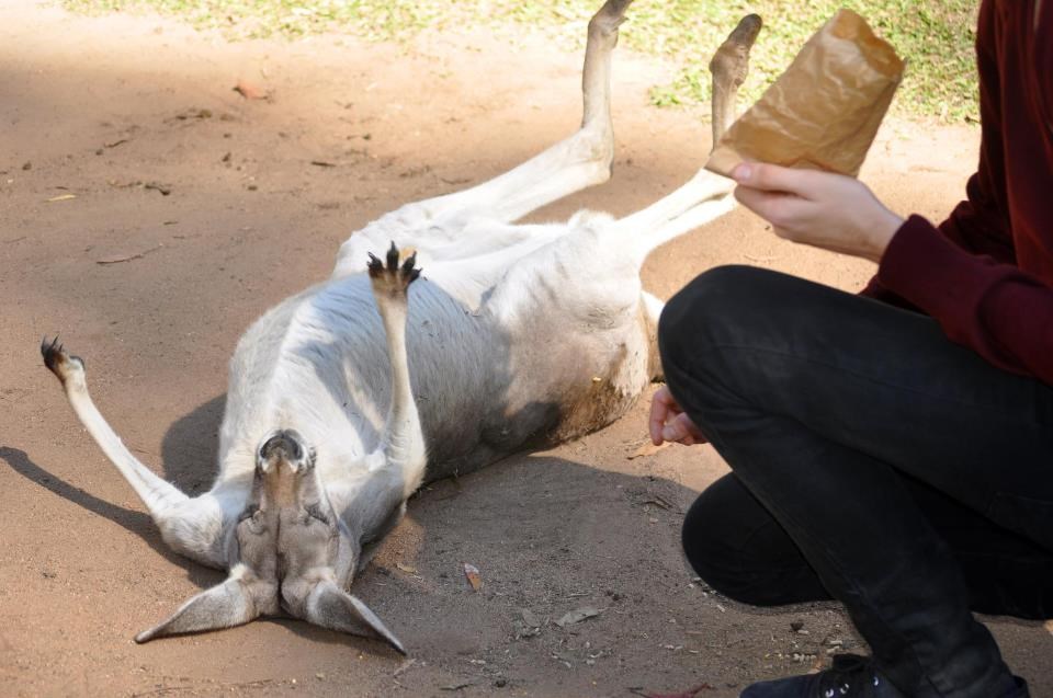 Klokan za malo klopice u stanju moljakati i ležećke