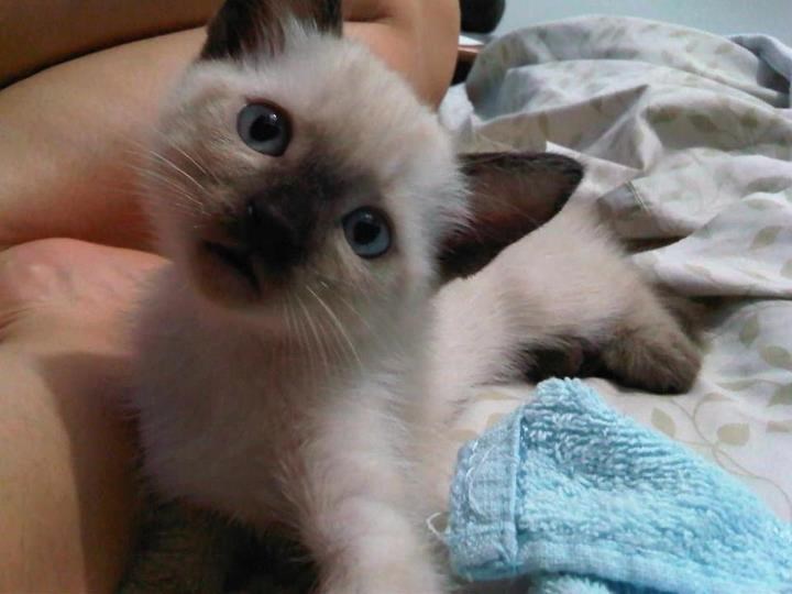 Slatko malo plavooko mače otkriva svijet