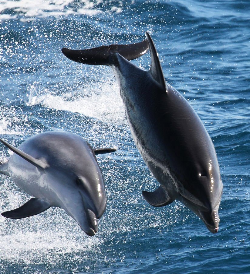 Dupini uživaju u skokovima po moru