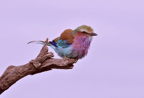 Šarena ptičica sprema se za let