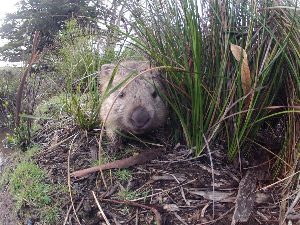 Znatiželjni wombat susreo fotoaparat