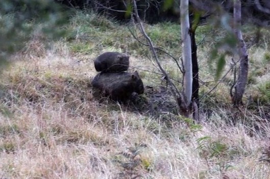 Lako je kad te mama nosi uokolo :)