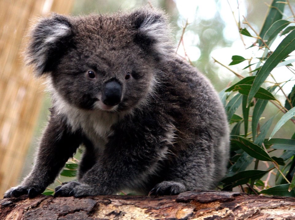 Jeste li kad vidjeli slađu koalu?