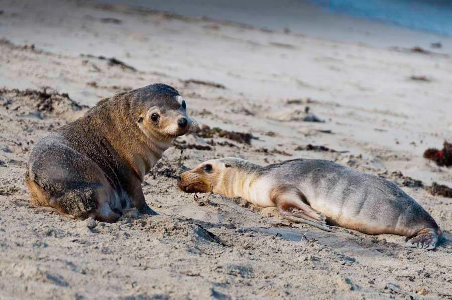On se ne odvaja od svoje drage :)