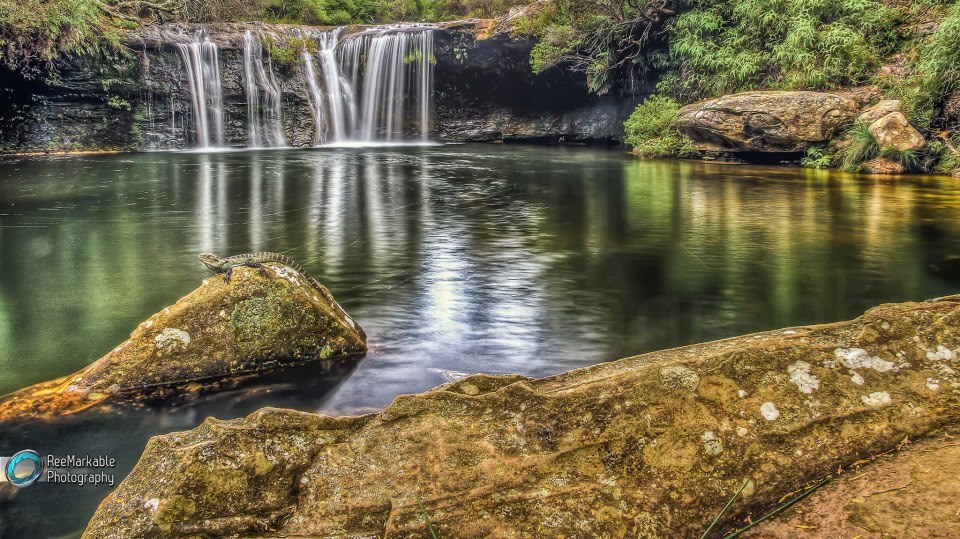 Pronađi guštera! :)
