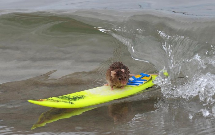 Surfer Miško u akciji