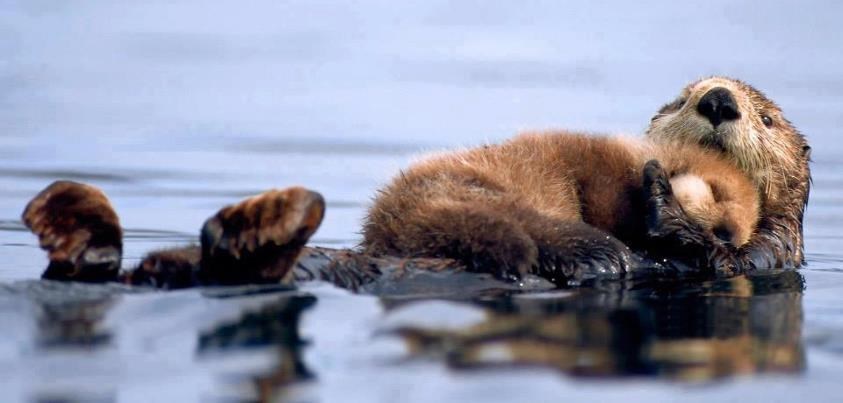 Mali dabrić zaspao u maminom zagrljaju