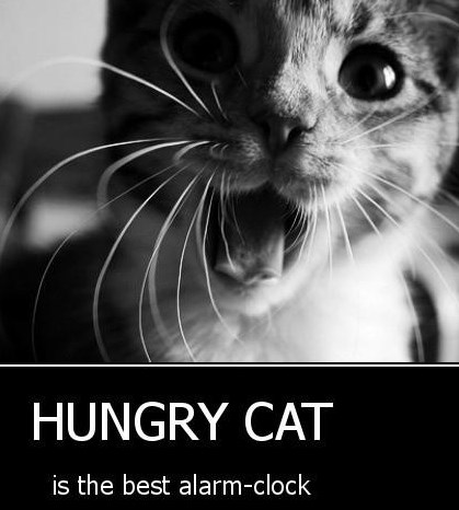 Najbolja budilica na svijetu :D