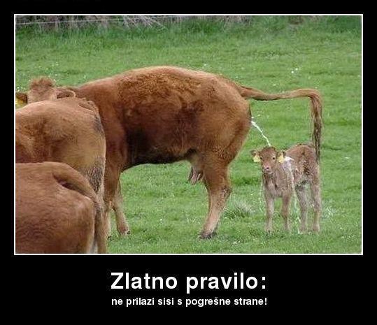 Što se dogodi kad po sisu kreneš krivim putem...