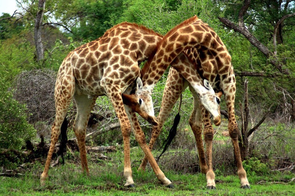Zaljubljene žirafe se grle