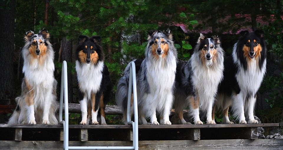 Pseća familija ponosno pozira za obiteljski album