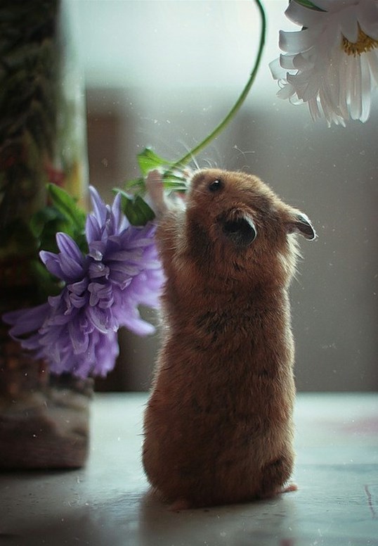 Hrčak došao ubrati cvjetić svojoj dragoj