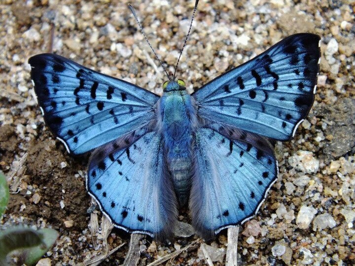 Prekrasni plavi leptir