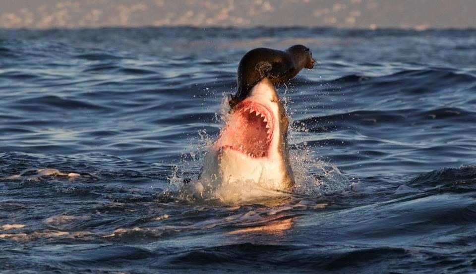 Morski pas, uzalud ti trud, bio sam akrobat u cirkusu