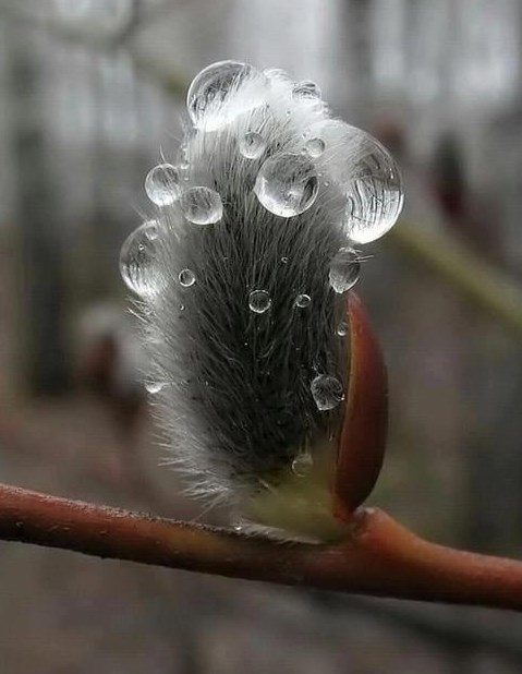 Cica maca prekrivena rosom