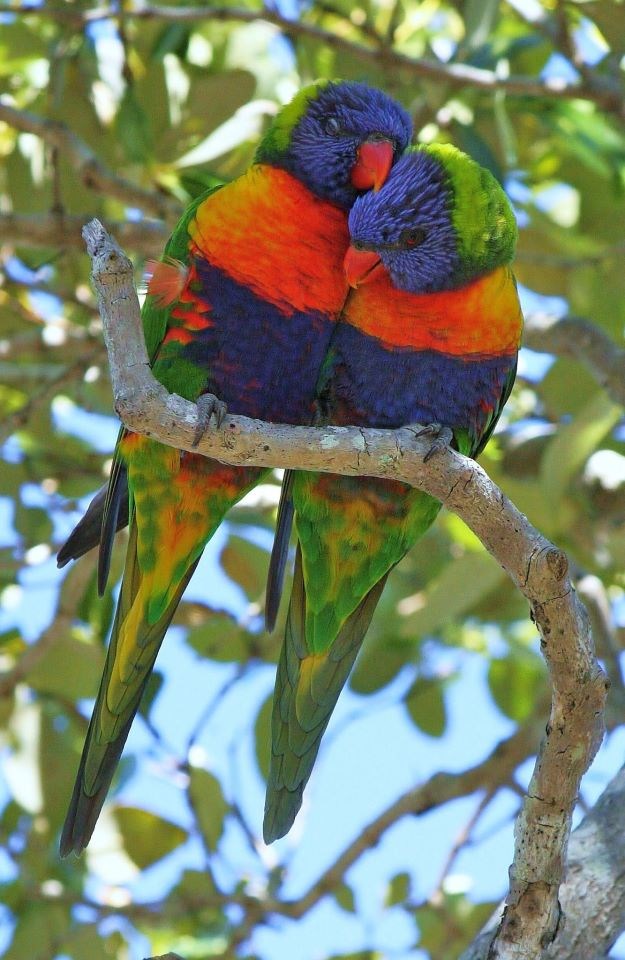 Zagrljene papigice razmjenjuju nježnosti