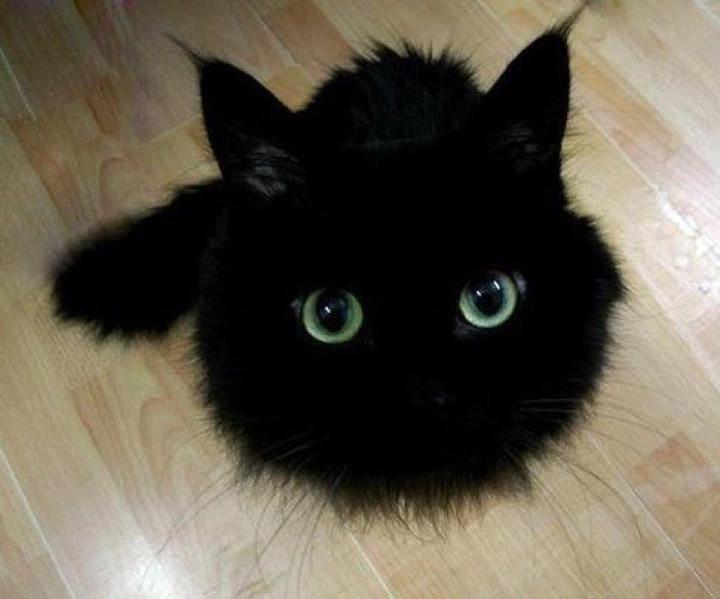 Mala vještica hipnotizira zelenim očima