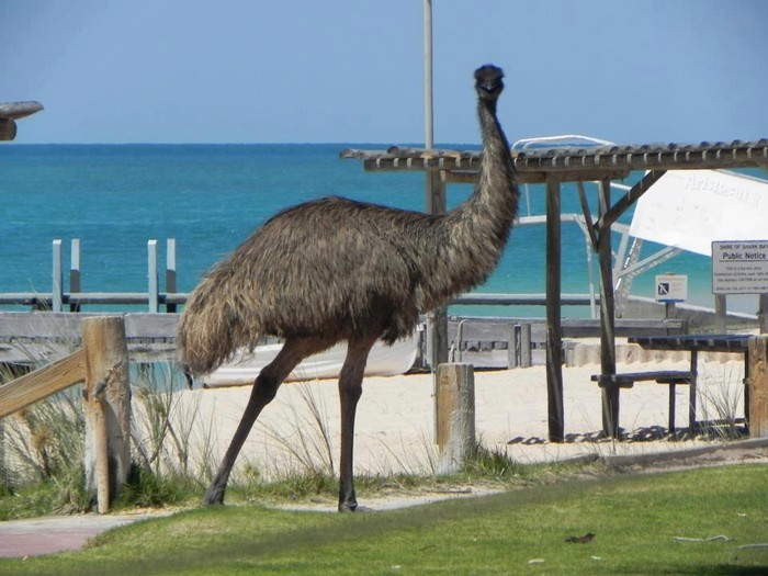 Noju neugodno jer je na plaži uhvaćen bez badića