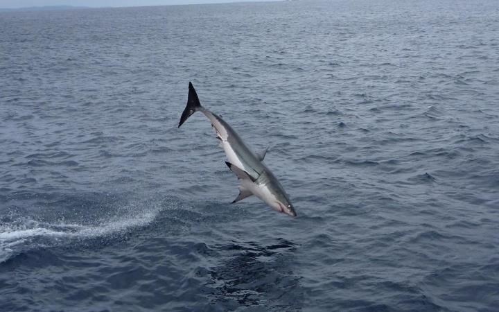 Oprez! Morski psi vježbaju letenje, uskoro zračni napadi!