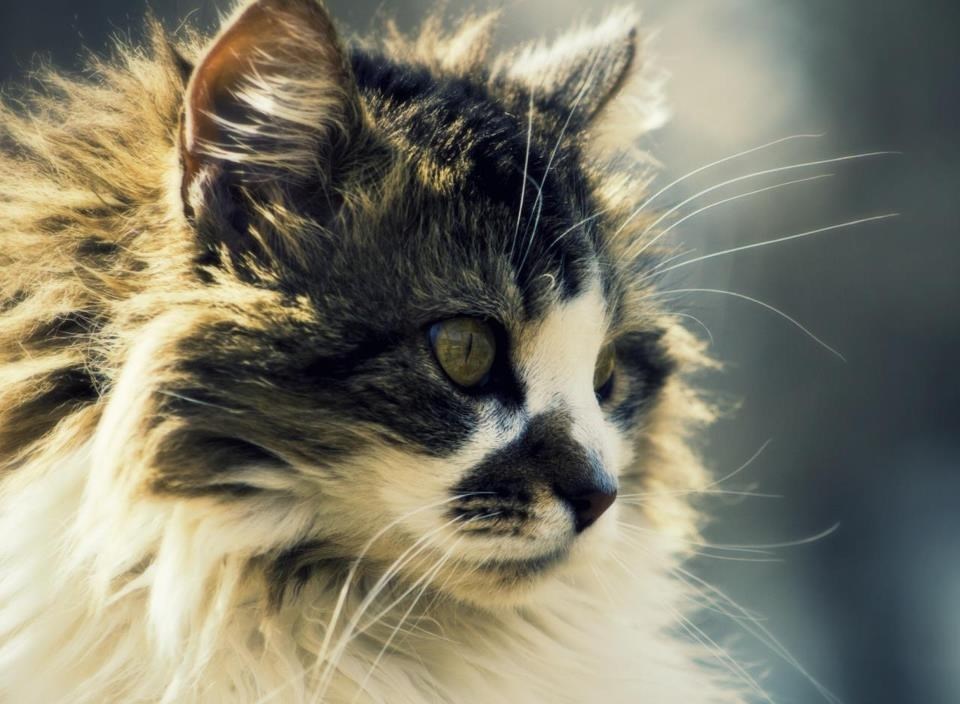 Mačka zavodnica svjesna svoje posebnosti