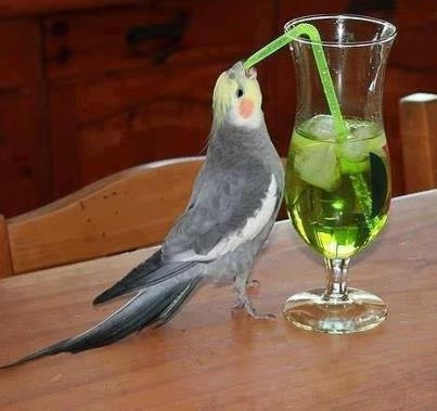 Ponedjeljak, a ona se već opija