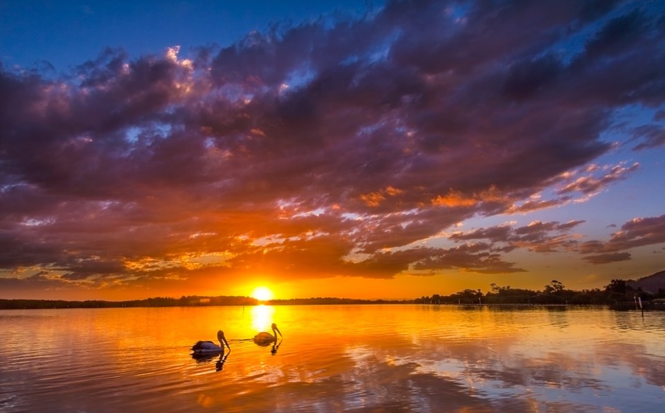 Pelikani plivaju u suton