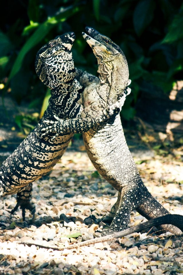 Draga, jesi za jedan valcer ili ćemo radije tango?