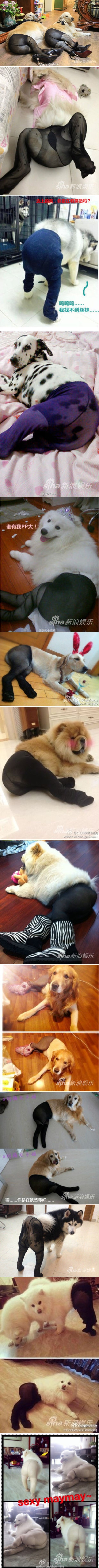 Trknuti Kinezi vole kad njihovi psi furaju hulakopke