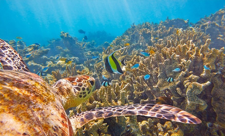 Šaroliki morski svijet koraljnog grebena