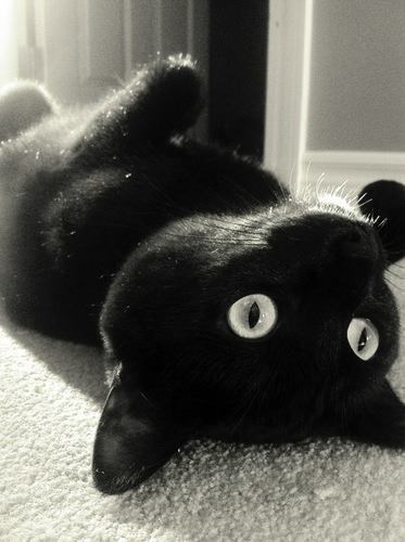 Crna mica maca hipnotizira pogledom