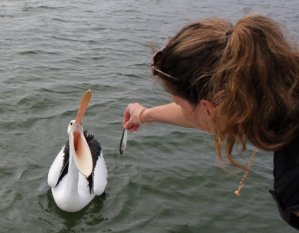 Hranjenje pelikana: Uzmi malo veću ribetinu, inače ode ruka