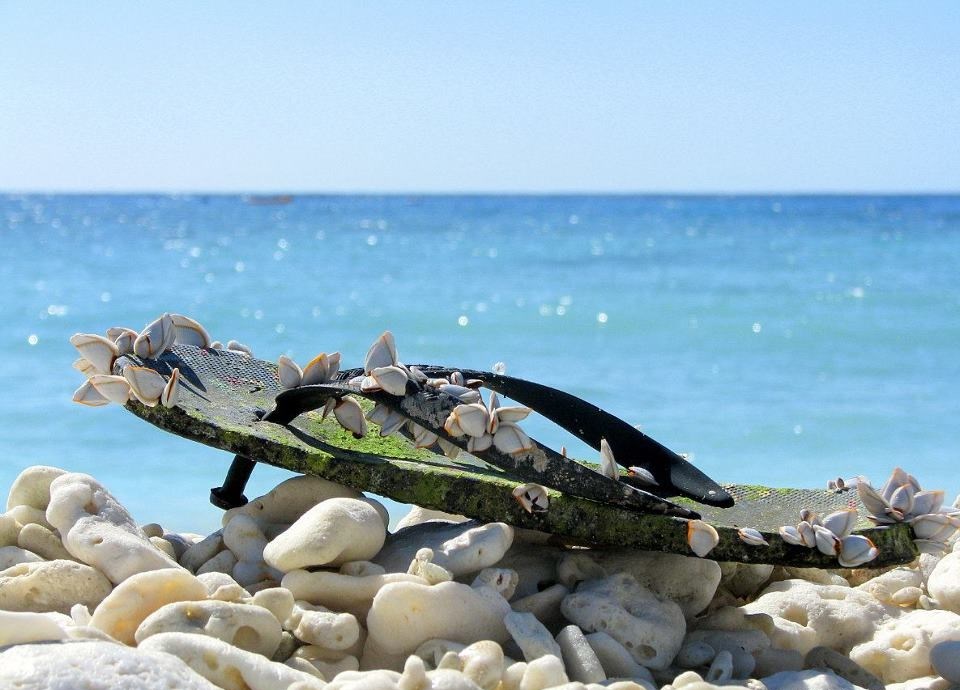 Izgubljena japanka srasla s plažom