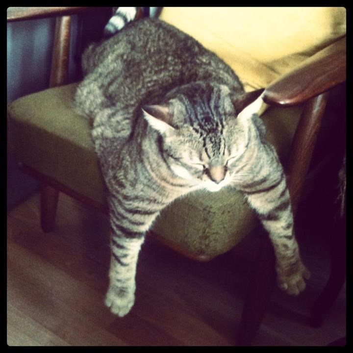 Debela maca meditira