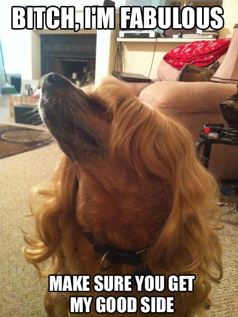 Umišljena pseća dama vježba poziranje