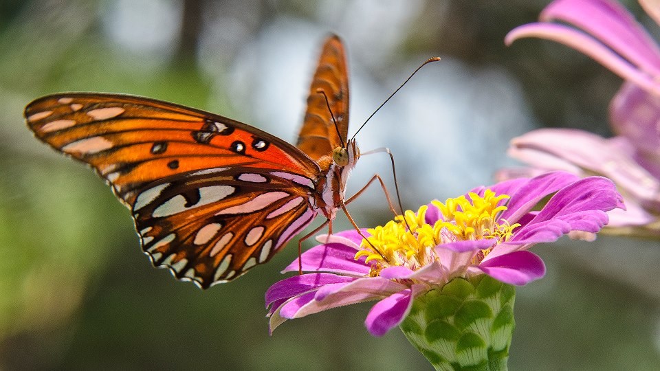 Leptir uživa u cvjetnom mirisu