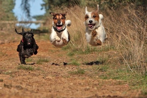 Gazda zove na klopu, psići poletjeli od veselja