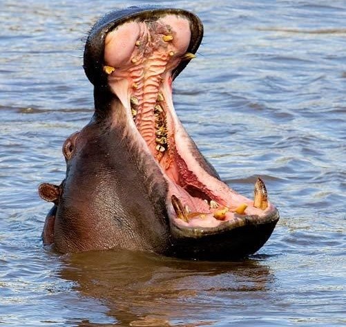 Zijeva baš k'o nilski konj ;)