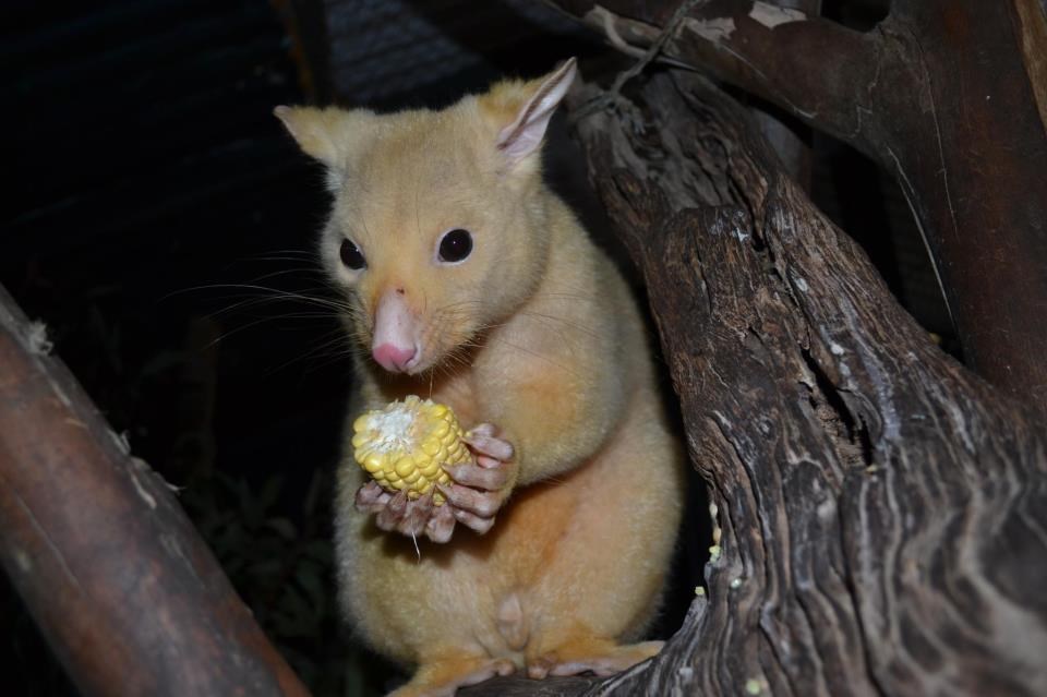 Mali zlaćani oposum njupa kukuruz