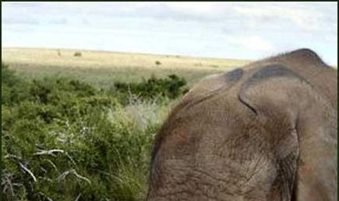 Ovan odgojio slonića, bili nerazdvojni do smrti