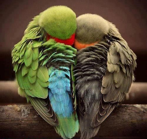 To mora da je ljubav