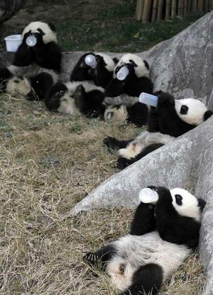 Banda pandi organizirala pijanku, kolektivno popadali s nogu
