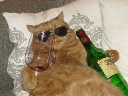 Ovo je sve čega se sjećam sa sinoćnjeg tuluma...