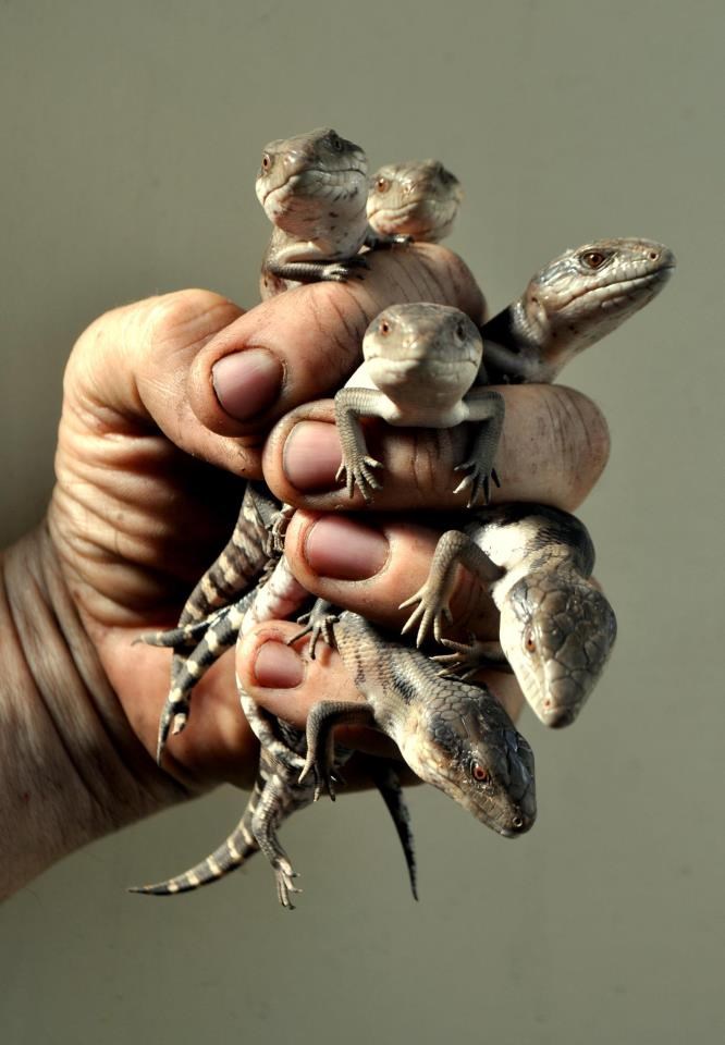 Gušterići toliko mali da ih cijela hrpa stane u šaku