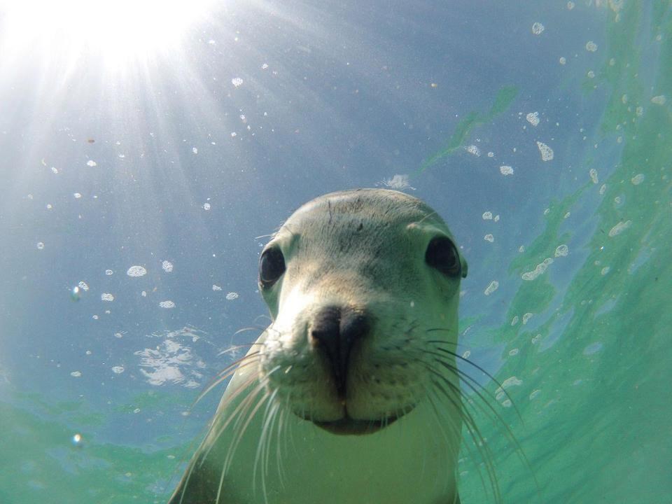 Fotogenična morska medvjedica snimila fotku za Fejs